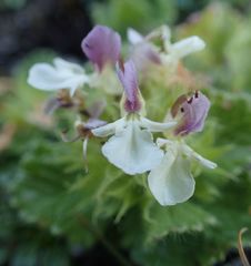 Teucrium pyrenaicum