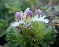 Teucrium pyrenaicum