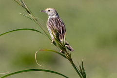 Cisticola lais