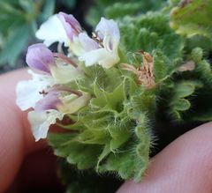 Teucrium pyrenaicum