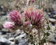 Carduus carlinoides