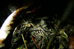 Platybunus