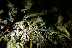 Platybunus
