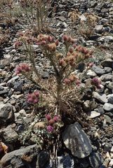 Carduus carlinoides