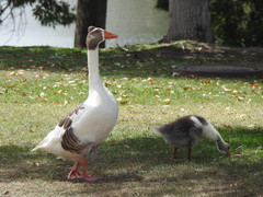 Anser anser