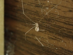 Micropholcus fauroti