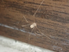 Micropholcus fauroti