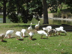 Anser anser domesticus