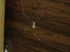 Micropholcus fauroti