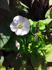 Calystegia sepium roseata x Silvatica disjuncta
