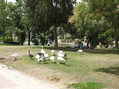 Anser anser domesticus