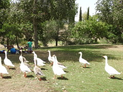 Anser anser domesticus