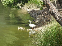 Anser anser domesticus