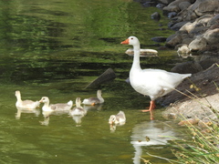 Anser anser domesticus