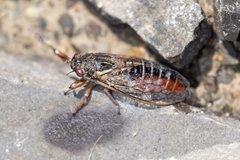 Melampsalta