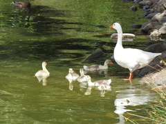 Anser anser domesticus