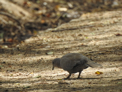 Streptopelia decaocto