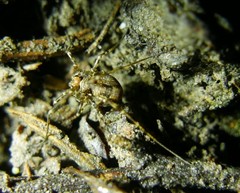Platybunus