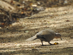 Streptopelia decaocto