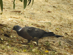 Columba palumbus