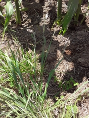 Bromus hordeaceus hordeaceus