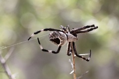 Backobourkia collina