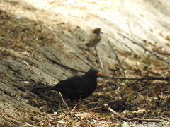 Turdus merula