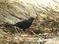 Turdus merula