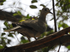 Streptopelia decaocto