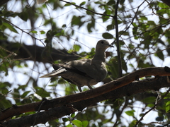 Streptopelia decaocto