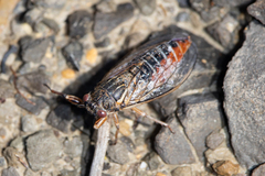 Melampsalta