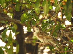Passer domesticus