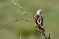 Cisticola lais