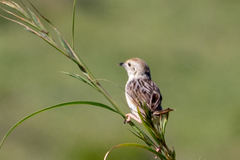Cisticola lais
