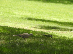 Streptopelia decaocto