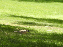 Streptopelia decaocto