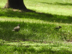 Streptopelia decaocto