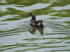 Gallinula chloropus