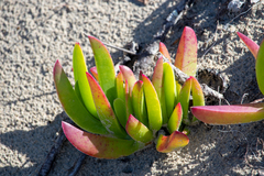 Carpobrotus deliciosus