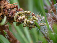Acantholyda hieroglyphica