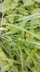 Leucas lavandulifolia