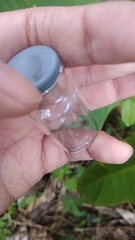 Thorelliola ensifera