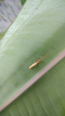 Tetragnatha hasselti