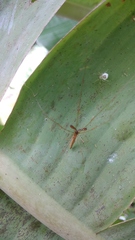 Tetragnatha hasselti