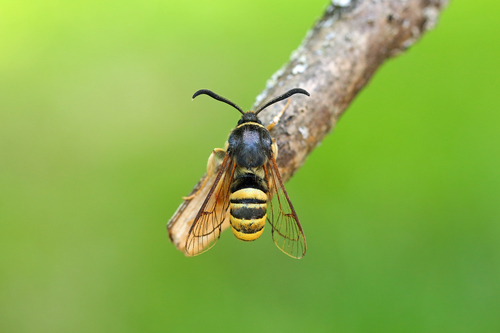 Lunar Hornet Moth
