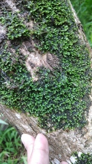 Spruceanthus polymorphus