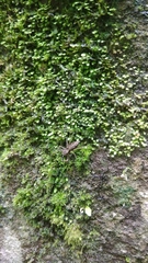 Spartaeus spinimanus