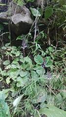 Scutellaria discolor