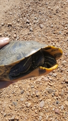 Trachemys scripta scripta