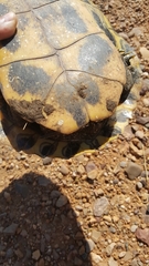 Trachemys scripta scripta